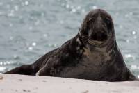 RF_1606_Helgoland-1080