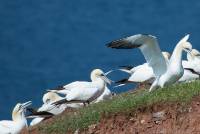 RF_1606_Helgoland-146