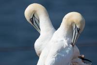 RF_1606_Helgoland-168