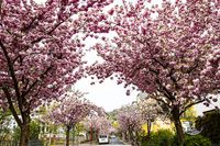 RF_2004-Marburg-Stresemannstr.Kirschbl&uuml;ten-101-Bearbeitet