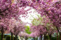 RF_2004-Marburg-Stresemannstr.Kirschbl&uuml;ten-105-Bearbeitet