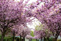 RF_2004-Marburg-Stresemannstr.Kirschbl&uuml;ten-106-Bearbeitet