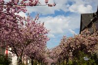 RF_2004-Marburg-Stresemannstr.Kirschbl&uuml;ten-122-Bearbeitet