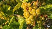 Wachau - Grüner Veltliner